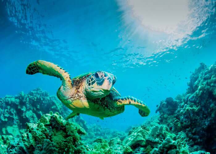 Tulum + snorkeling with turtles tour | Riviera Maya Discount Tours