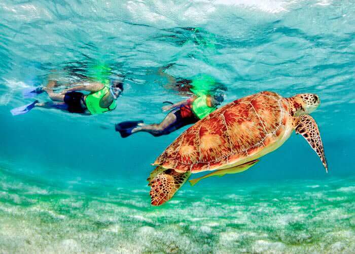 tulum beach turtles