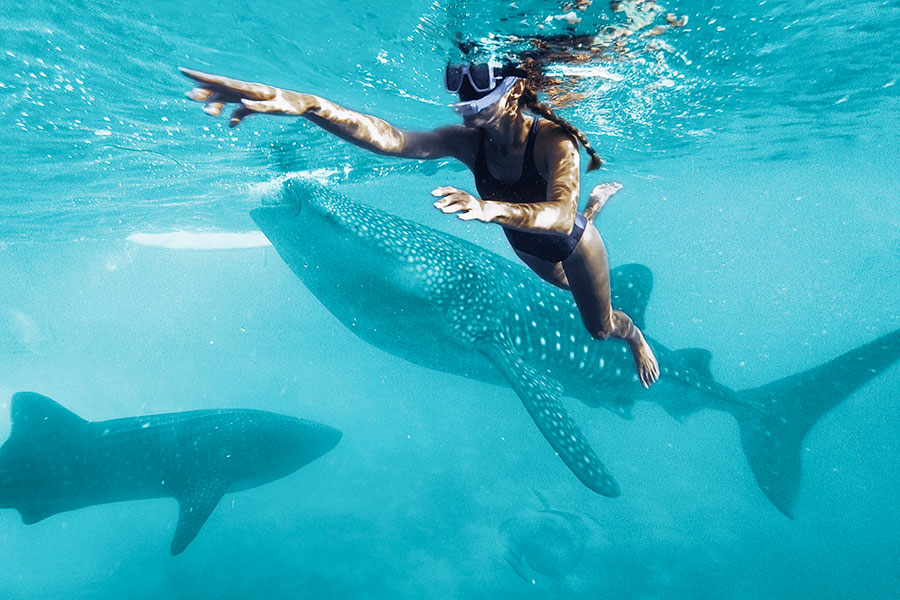 swim with whale sharks cancun