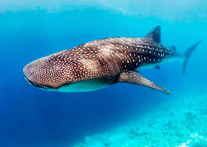 whale sharks cancun tour